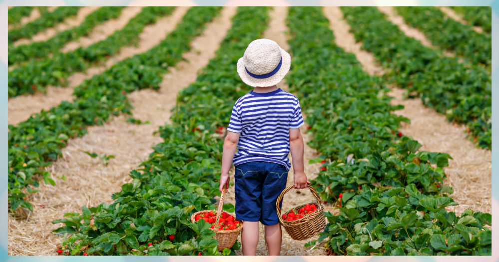 Organic farm